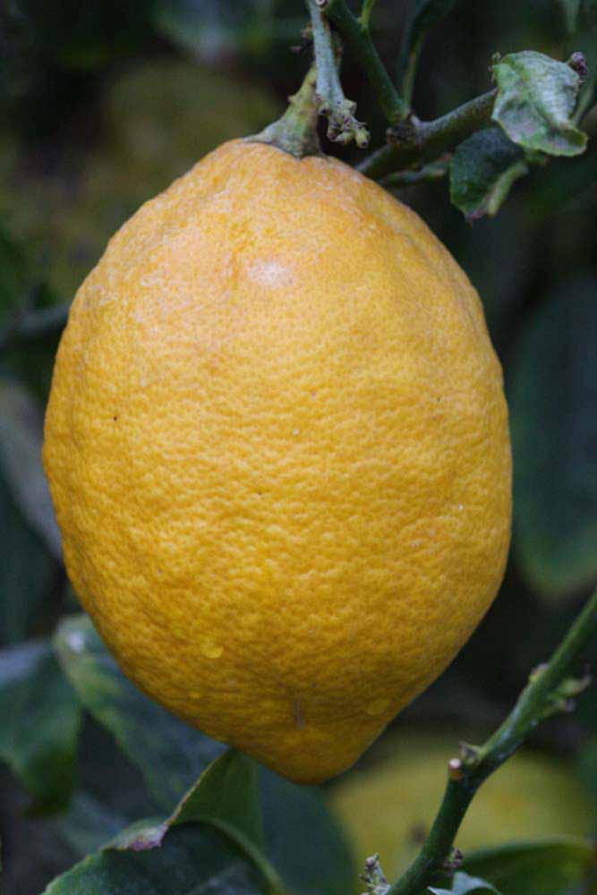                Fruit (S-1, Riverside, CA)       